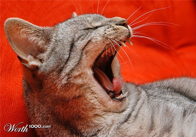 [cat218.jpg]