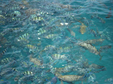 Fishes at Manukan Beaches
