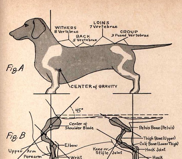 The Long and Short of it All A Dachshund Dog News Magazine Dachshund