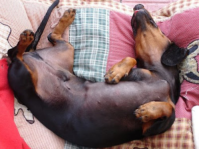 biggest dachshund