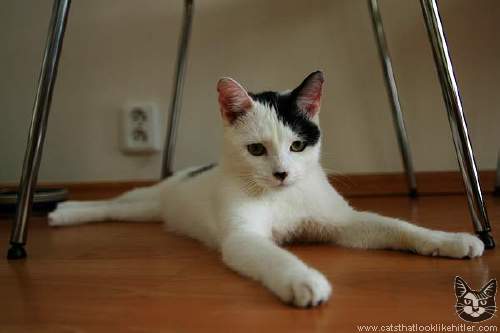 Kitlers: Cats that look like Hitler Cat Graham Norton. Kitlers: Cats that look like