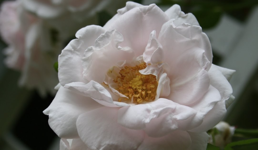 the back quarter acre "New Dawn" rose care