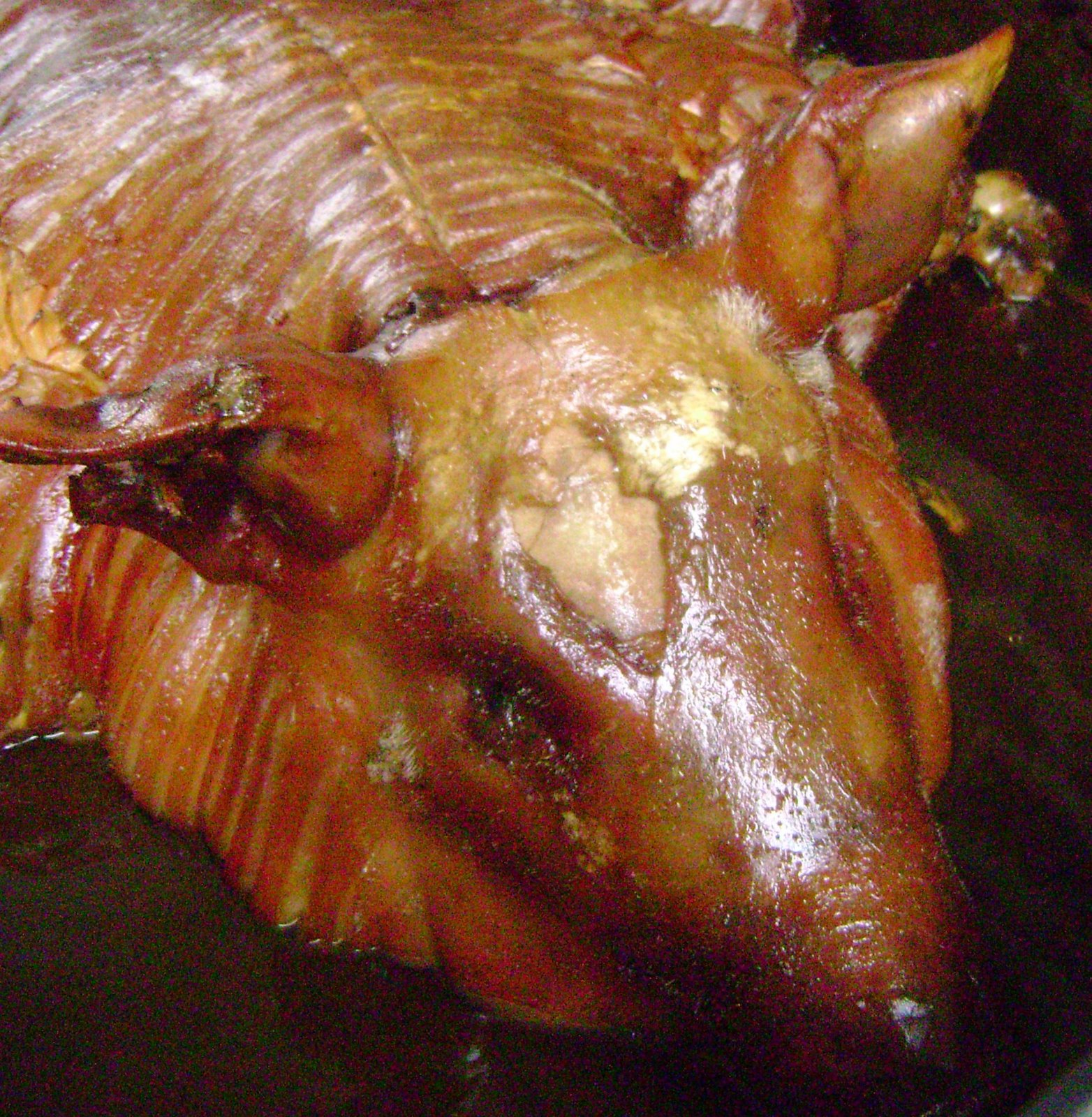 [Pig+Head.JPG]