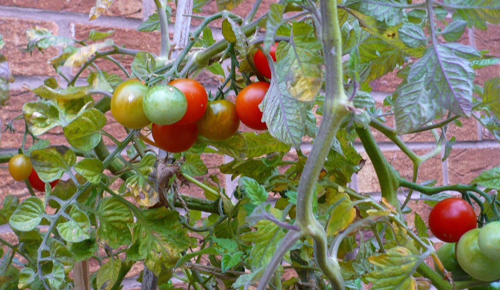 [Tomatoes+2.jpg]