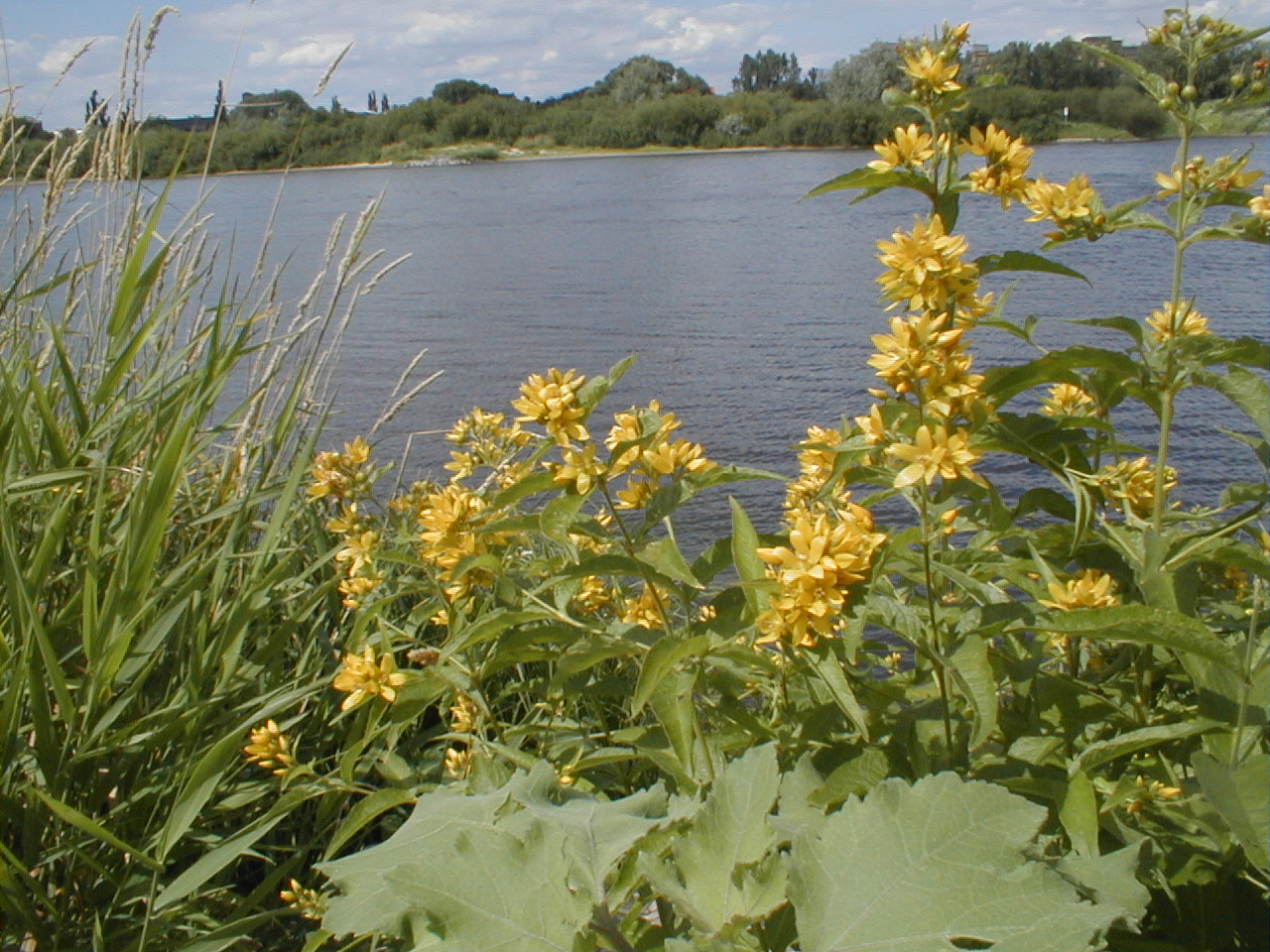 [elbe-8.7.07.1.JPG]