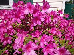 Pink Azaleas