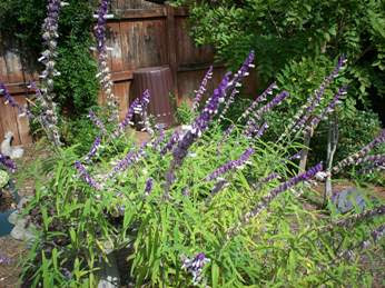 Mexican Bush Sage