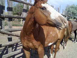 Cre's horses at the ranch