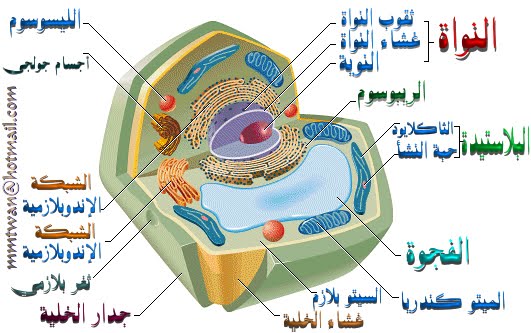 هو حركة المواد عبر الاغشية من دون ان تستخدم طاقة الخلية