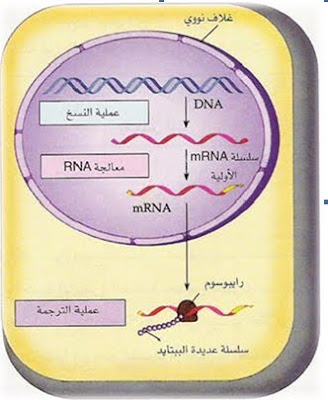 ملف شامل عن : علم الاحماض النووية ( DNA )  4