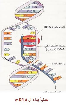 ملف شامل عن : علم الاحماض النووية ( DNA )  6