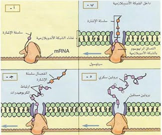 ملف شامل عن : علم الاحماض النووية ( DNA )  10