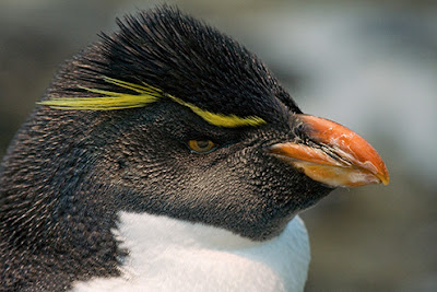 Western Rockhopper Penguin - wildlife photo | Animal Picture -2254
