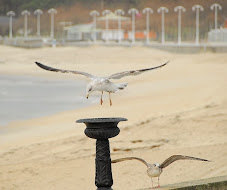 Gaviotas