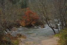 Rio y árboles.