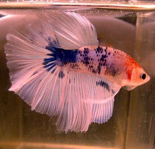sick betta fish: Betta Fish Diseases - 5 Common Signs of Betta Illness