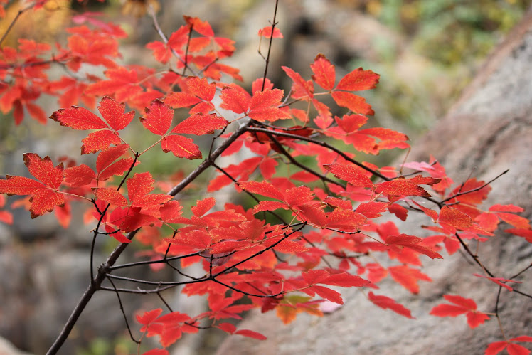 Fall In Virginia