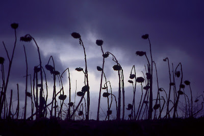 girasoles, saelices de mayorga