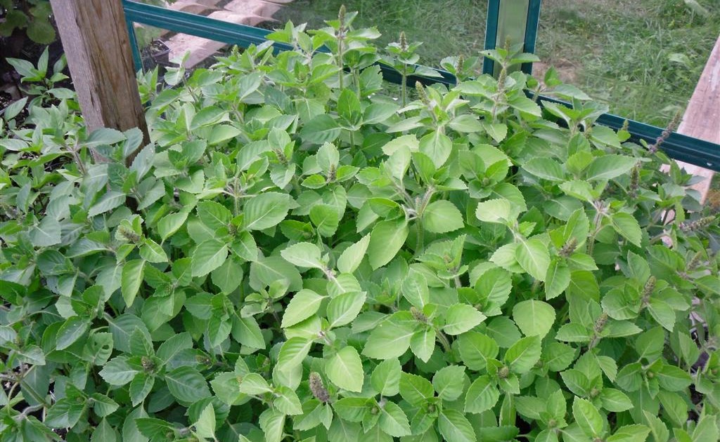The Garden Space Growing Holy Basil (Tulsi)