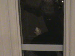 Our late night visitor