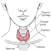 KELENJAR THYROID thumbnail