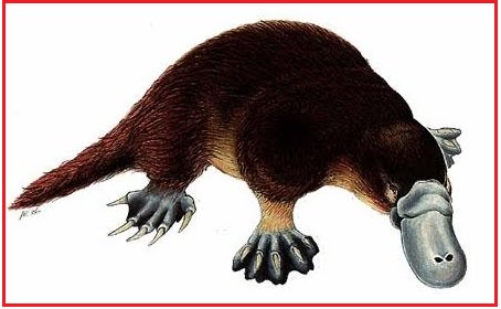 [PLATYPUS.bmp]