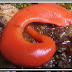 ANNELIDA thumbnail