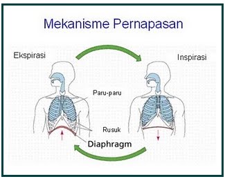 Yholandre3s Alat Pernapasan Manusia