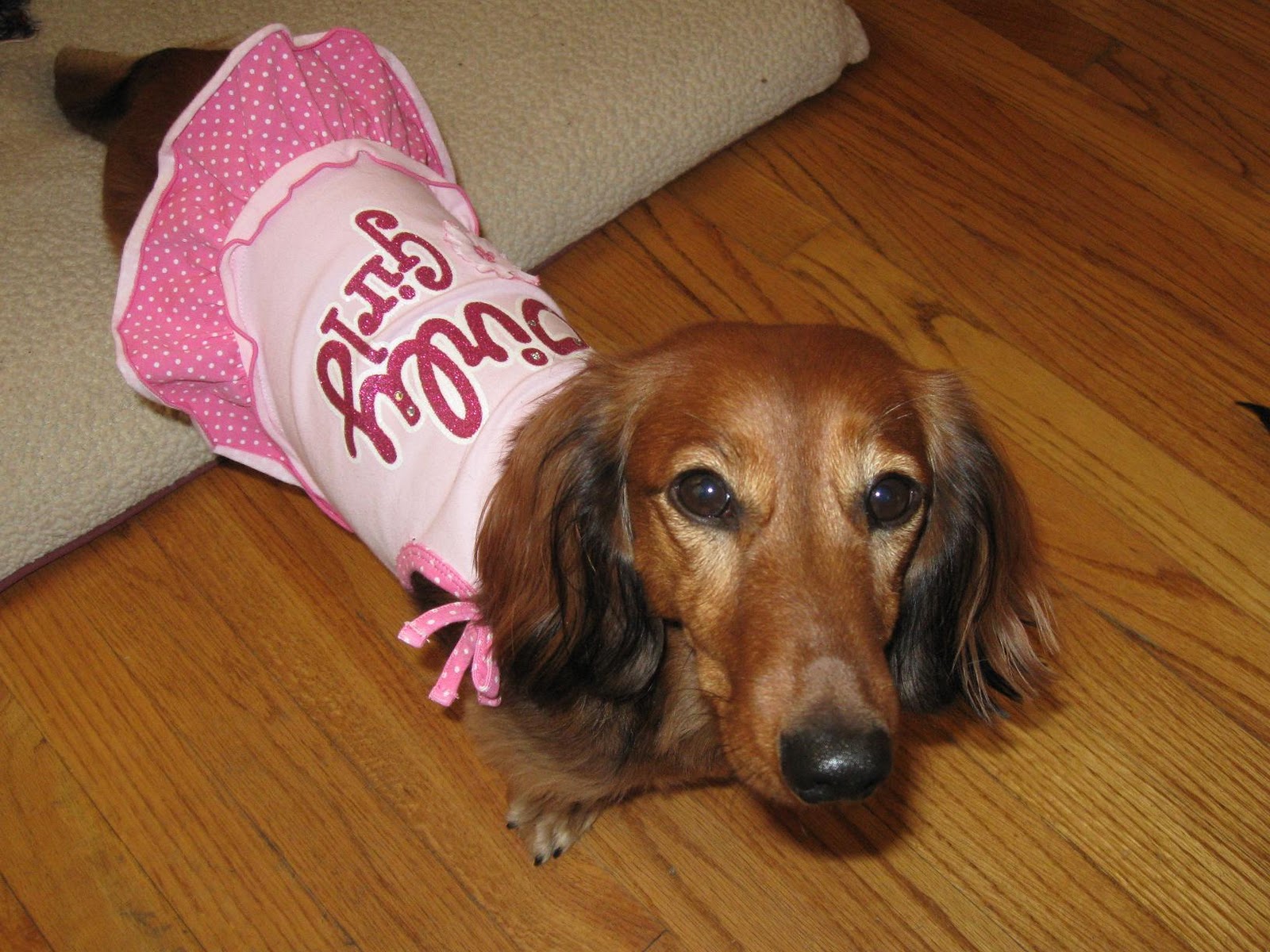 Puppies That Stay Small Forever And Dont Shed Viewing Gallery