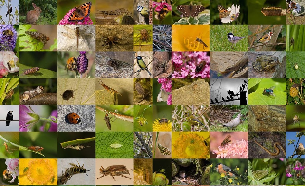 Irish Wildlife Photography 100 Species of Garden Animals