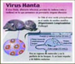 CUIDESE DE VIRUS, BACTERIAS, HONGOS, PARASITOS,