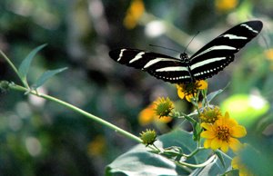 Heliconius Charitonius