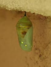 Chrysalis