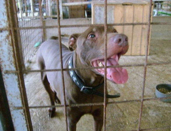 un pit bull per amico adottato alex incrocio pit dobermann maschio nelle marche adozione piu che urgente alex si sta lasciando morire