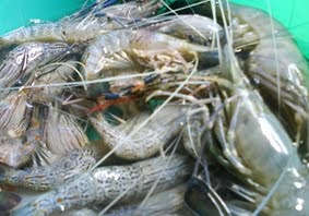 Kumpulan Budidaya: Budidaya Udang Windu