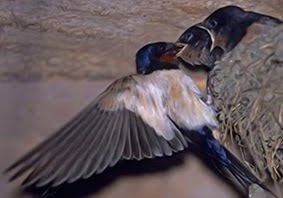 Kumpulan Budidaya: Budidaya Walet