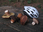 Greek Boletes
