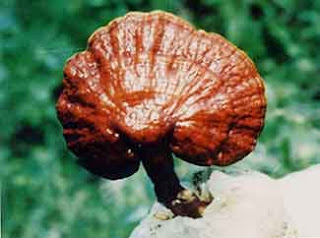 ganoDERMA+IMAGEN.jpg