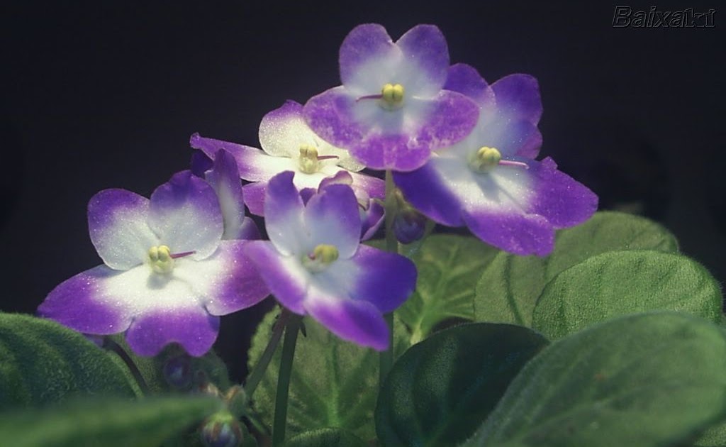 Como Cuidar las Violetas