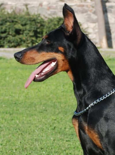 Vesta Kopek Ve Sahip Egitimi Rehabilitasyonu Danismanlik Merkezi Ve Kopek Oteli Izmir Subat 2011