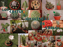 MI AFICION ...EN MI OTRO BLOG CACTUS Y CRASAS Y DEMÁS PLANTAS