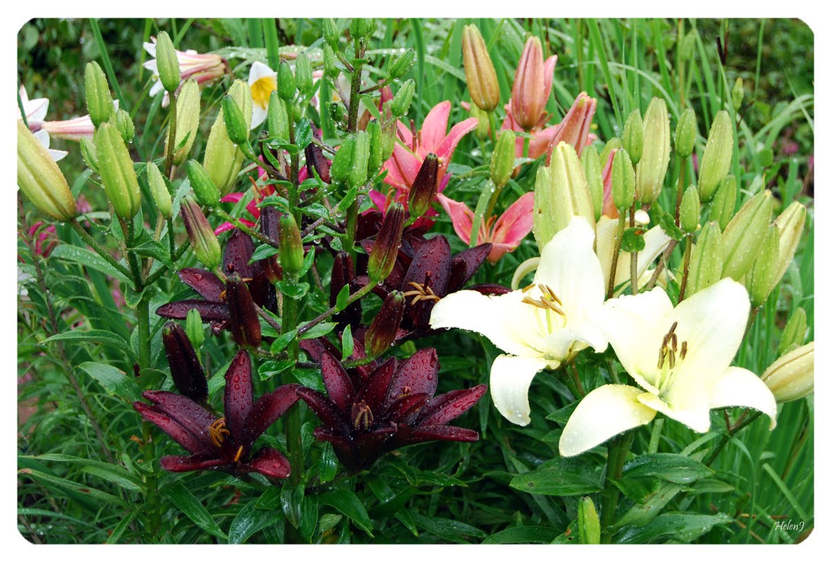 [regniga+liljor.jpg]