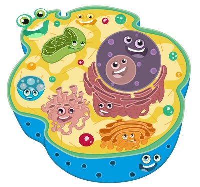 Modelos celulares biologia