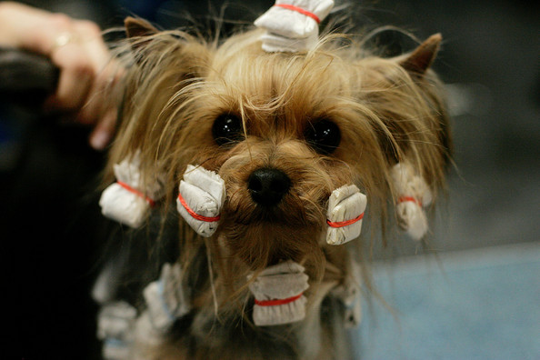 Cool Dog hairstyles
