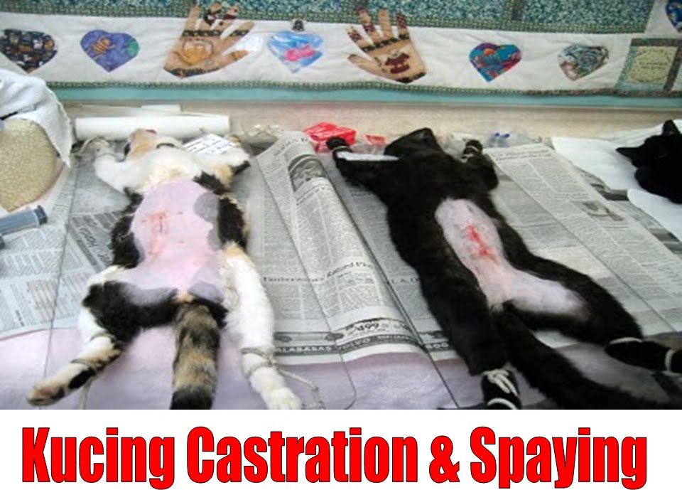 Bukan Doktor Veterinar Kewajaran Mandulkan Kucing