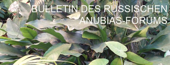 Bulletin des russischen Anubias-Forums