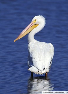[pelican.jpg]