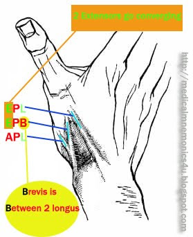 Medical Mnemonics 4 U: Anatomical snuff box