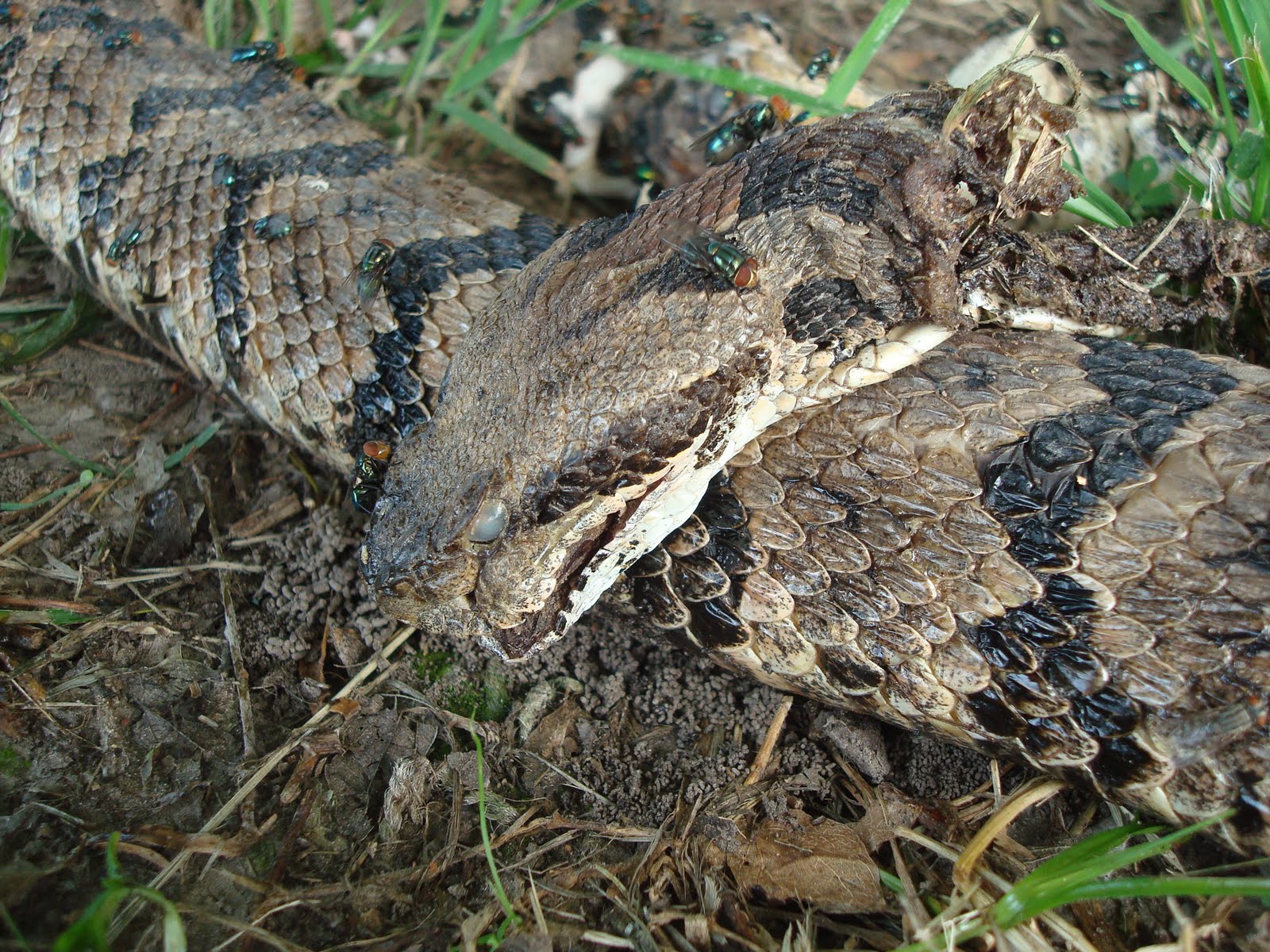 Naturally Navarro: Timber Rattlesnake in Navarro County