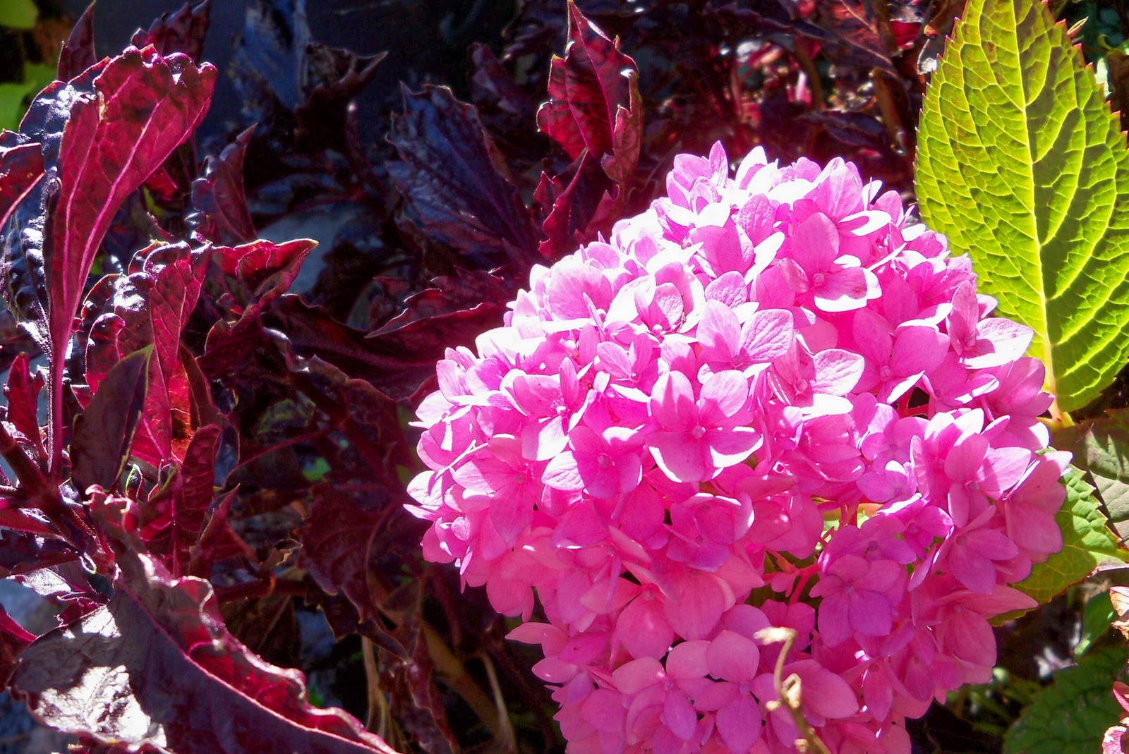 Growing Hydrangeas In Pots